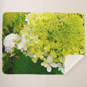 Chartreuse Green, Limelight Hydrangea, Sherpa Blanket