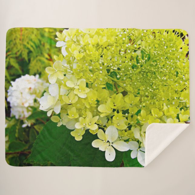 Chartreuse Green, Limelight Hydrangea, Sherpa Blanket (Front (Horizontal))
