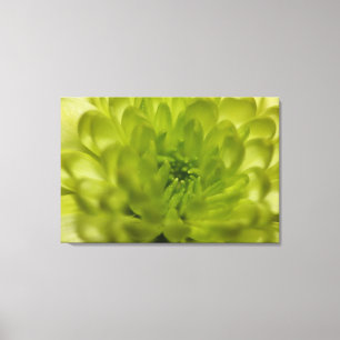 Chartreuse Green Mum Wrapped Canvas