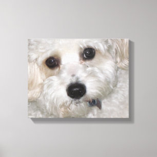 Chase Cavachon Canvas Wrapped Print