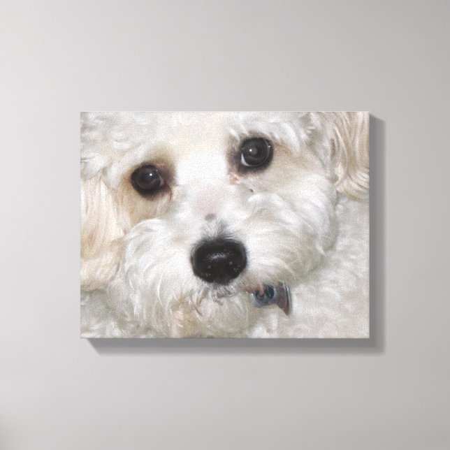 Chase Cavachon Canvas Wrapped Print (Front)