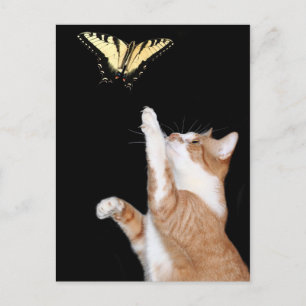 chase your dream postcard