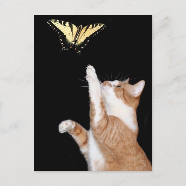 chase your dream postcard (Front)