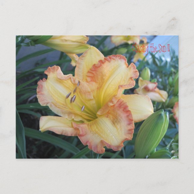 Chasing the Sun II , Chasing the Sun II Postcard (Front)