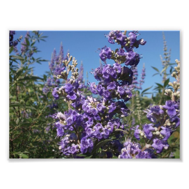 Chaste Tree Purple Flowers Photo Print (Front)