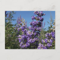 Chaste Tree Purple Flowers