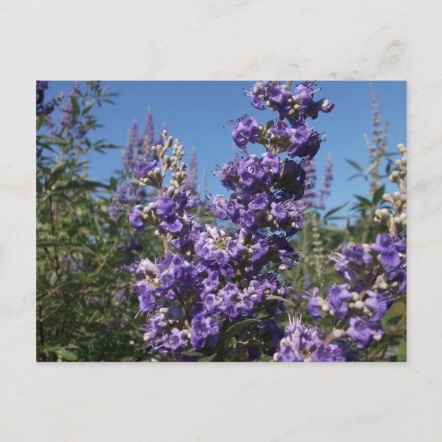 Chaste Tree Purple Flowers Postcard (Front)