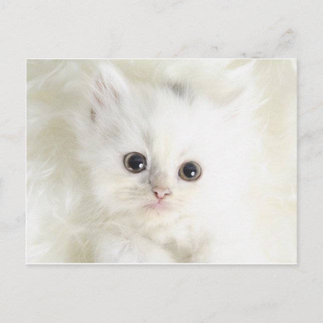 Chat blanc postcard (Front)