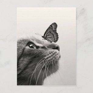 Chat et papillon postcard