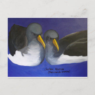 Chatham Albatross (Thalassarche eremita) Postcard