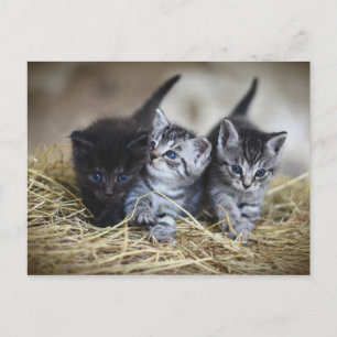 Chatons Postcard