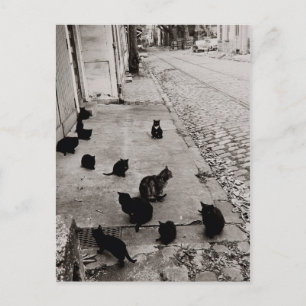 Chats Bercy - Paris - 1974- Robert Doisneau Postcard
