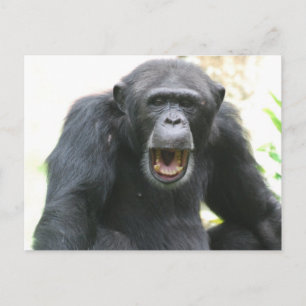Chatty Chimp Postcard