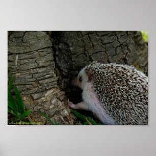 Checking it out poster