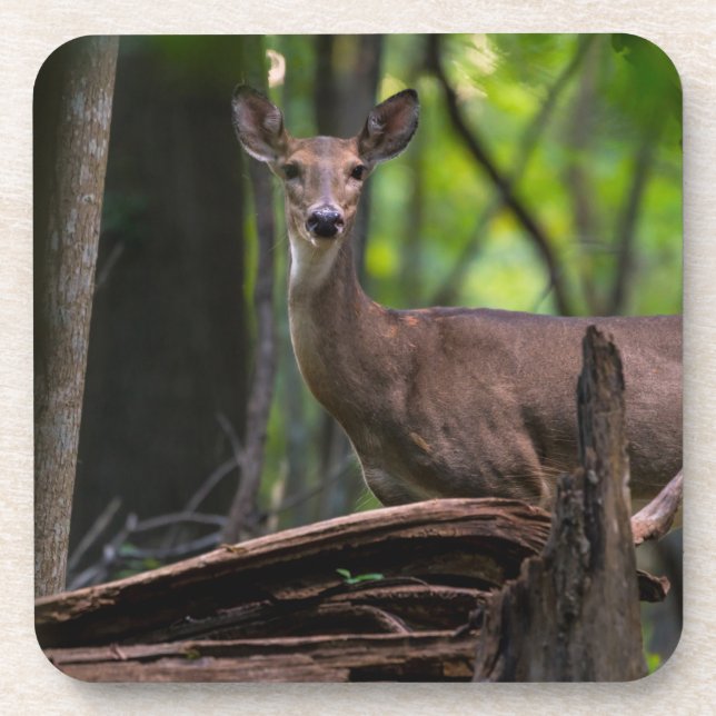 Checking You Out Coaster (Front)