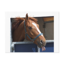 Cheeky Chestnut horse