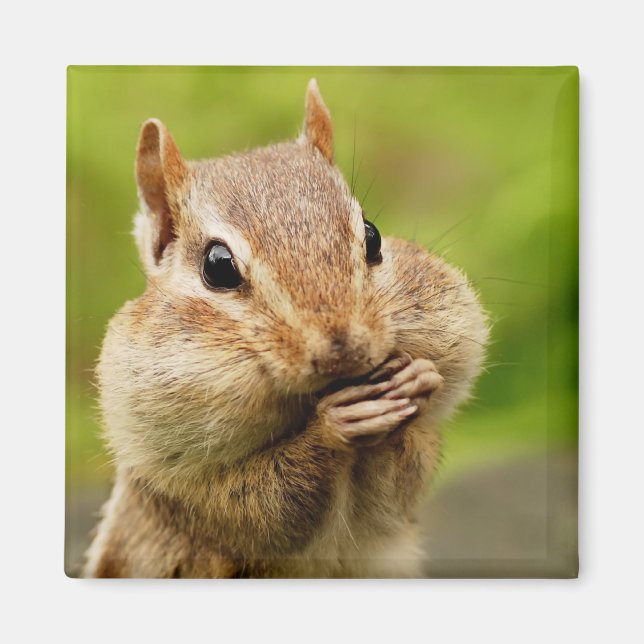 Cheeky Chipmunk Magnet (Front)