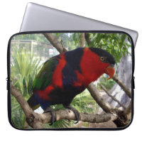 Cheeky Face Rainbow Lorikeet,