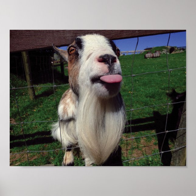 Cheeky Goat Poster (Front)