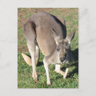 Cheeky Kangaroo - Postcard