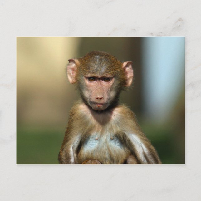 Cheeky Monkey - Cute Baby Baboon Postcards (Front)