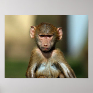 Cheeky Monkey - Cute Baby Baboon Poster / Print
