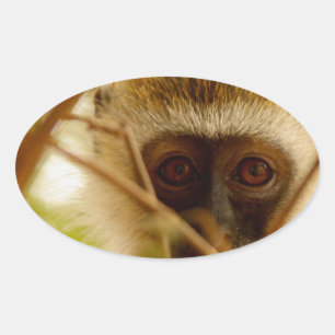 Cheeky Monkey. Oval Sticker