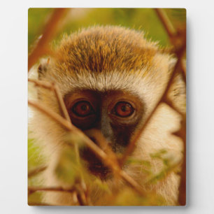 Cheeky Monkey. Plaque