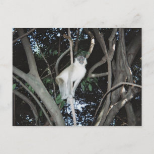Cheeky Monkey Postcard