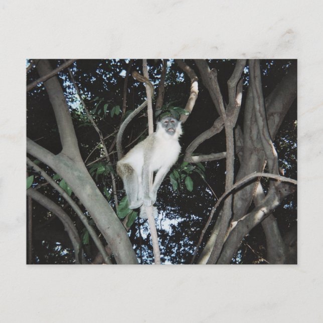 Cheeky Monkey Postcard (Front)