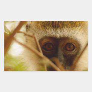 Cheeky Monkey. Rectangular Sticker