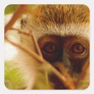 Cheeky Monkey. Square Sticker