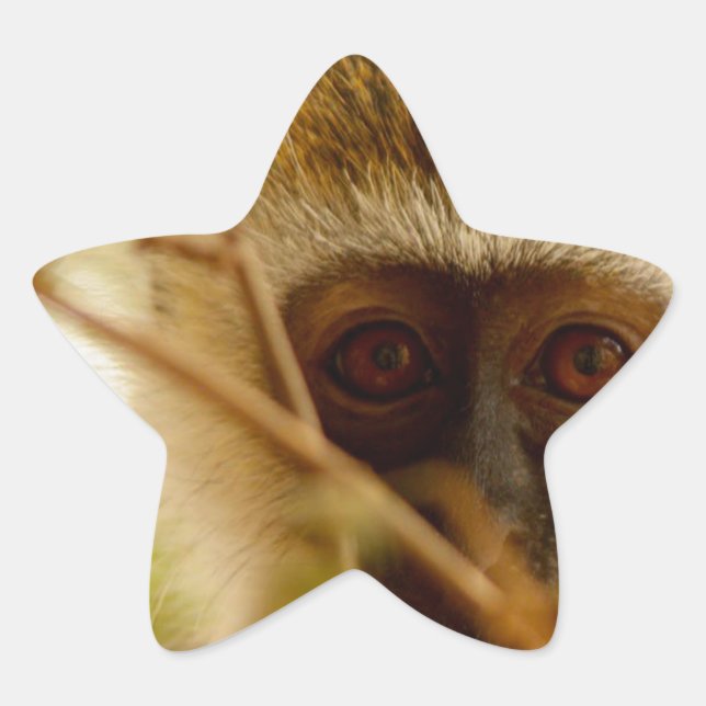 Cheeky Monkey. Star Sticker (Front)