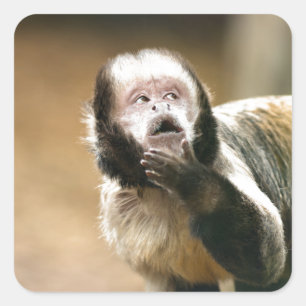 Cheeky & thoughtful baby capuchin monkey square sticker