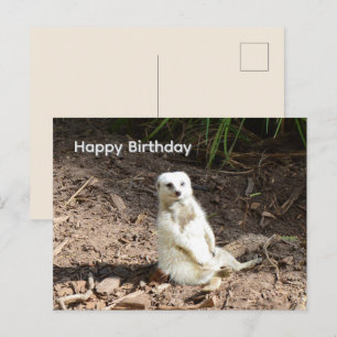 Cheeky White Meerkat, Birthday Postcard