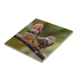 Cheeky Zebra Finches Songbirds on Branch Tile