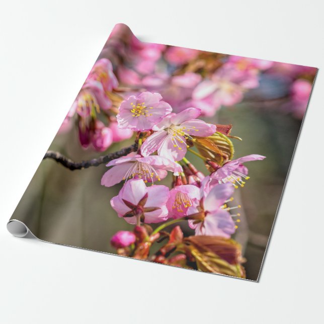 Cheerful Cascade Of Sakura Flowers On A Spring Day Wrapping Paper (Unrolled)