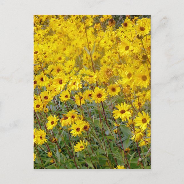 Cheerful Field Of Yellow Flowers Postcard (Front)