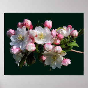 Cheerful Spring Crabapple Flower Blossoms Poster