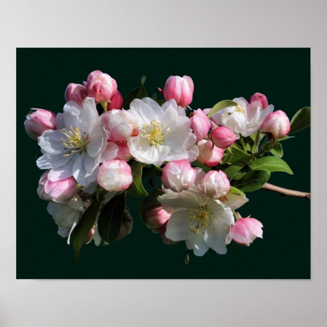 Cheerful Spring Crabapple Flower Blossoms  Poster (Front)