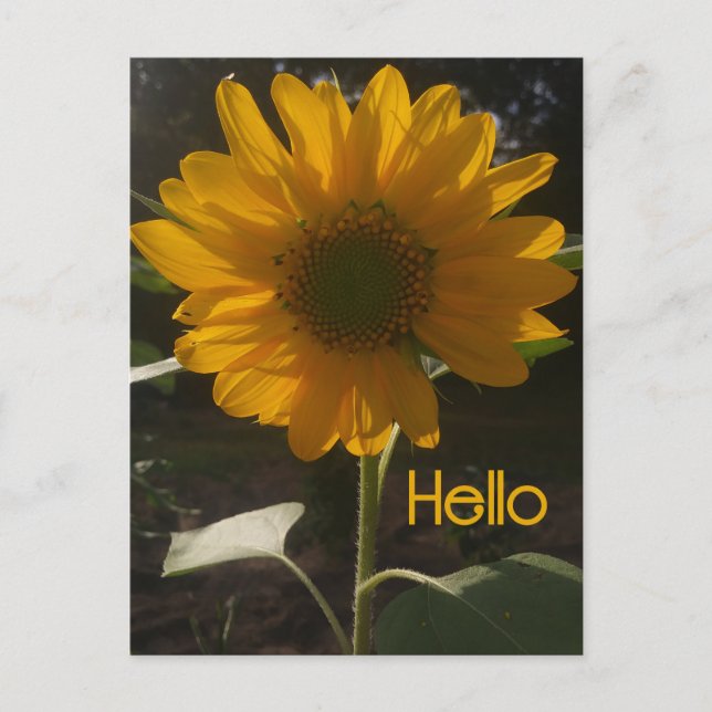 Cheerful Sunflower Postcard (Front)