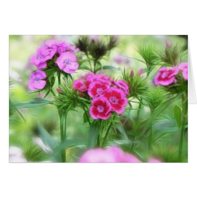 Cheerful Sweet William Flowers (Front Horizontal)