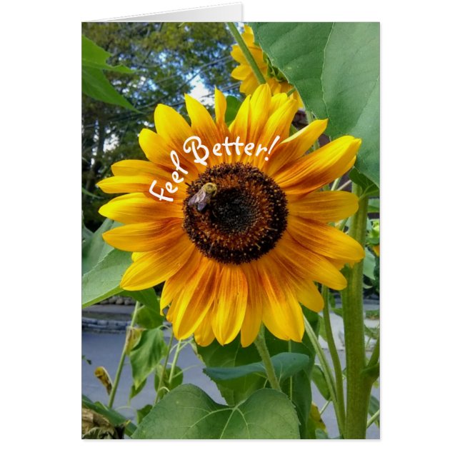Cheerful Yellow Sunflower Feel Better Card (Front)