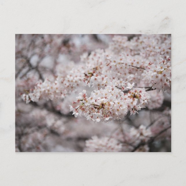 Cheery Blossom Postcard (Front)