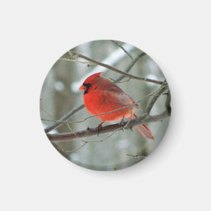 Cheery Red Cardinal Magnet