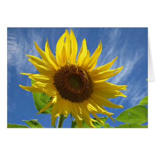 Cheery Sunflower