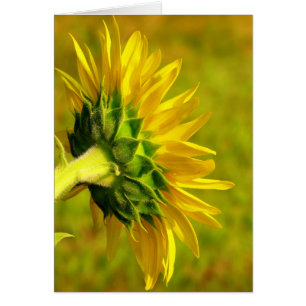 Cheery Sunflower Back
