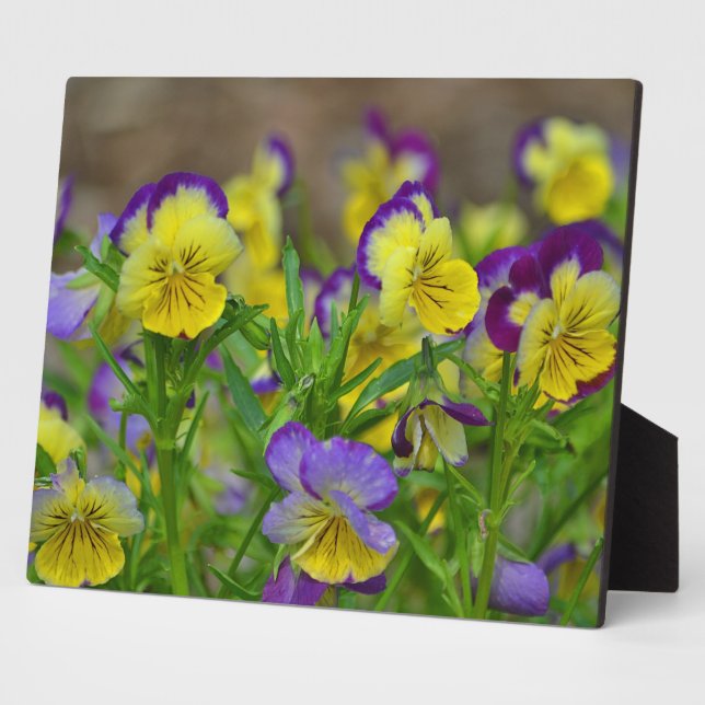 Cheery Viola Plaque (Side)
