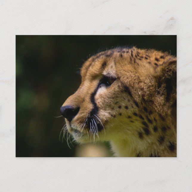 cheesy cheetah postcard (Front)