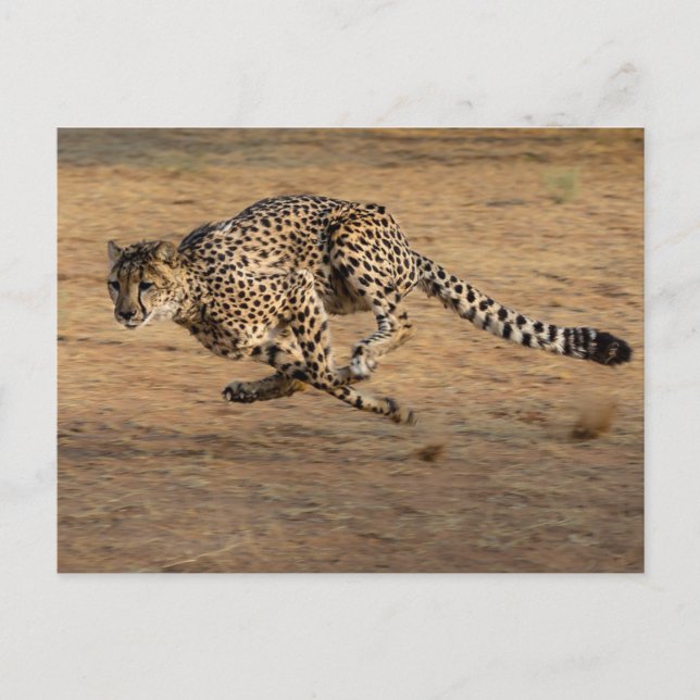 Cheeta Postcard (Front)